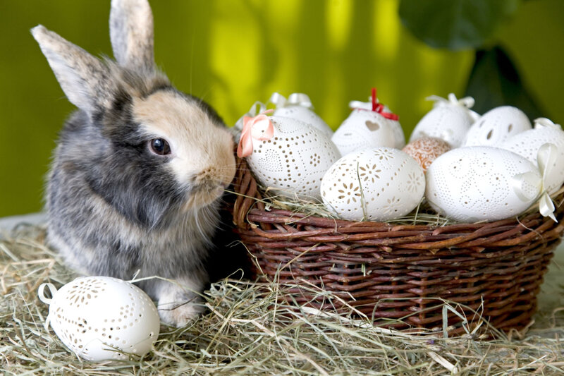 Bunny with Easter Eggs — White