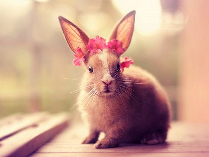 Bunny with Flower Crown