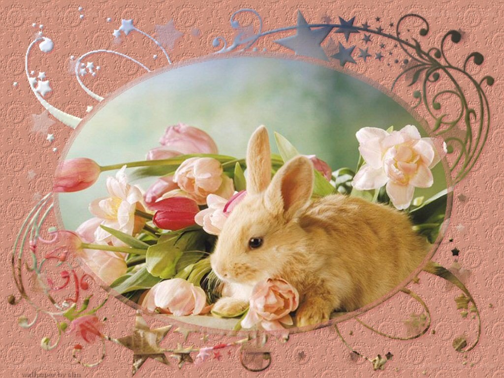bunny with flowers in frame