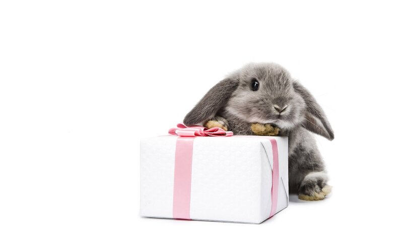 bunny with gift box