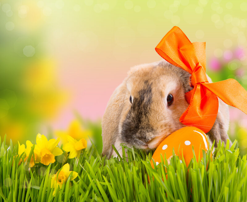 Bunny with Orange Bow