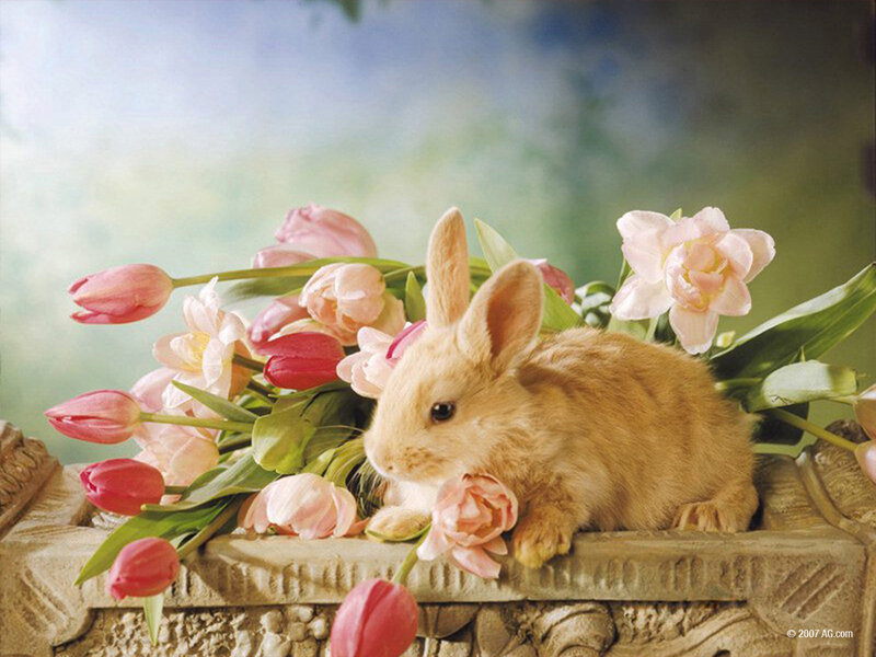 bunny with tulips