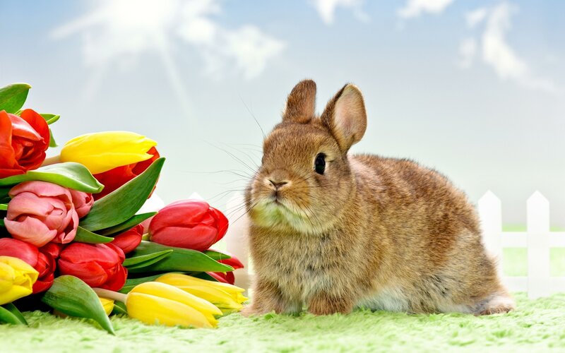 bunny with tulips
