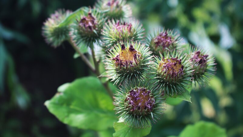 Burdock Flower Heads