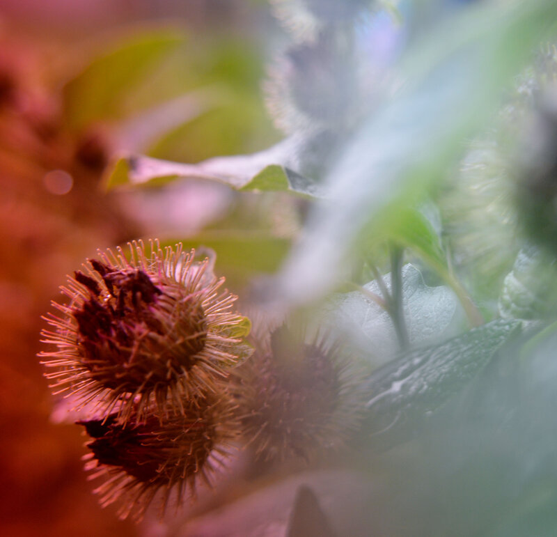 Burdock Seed Heads