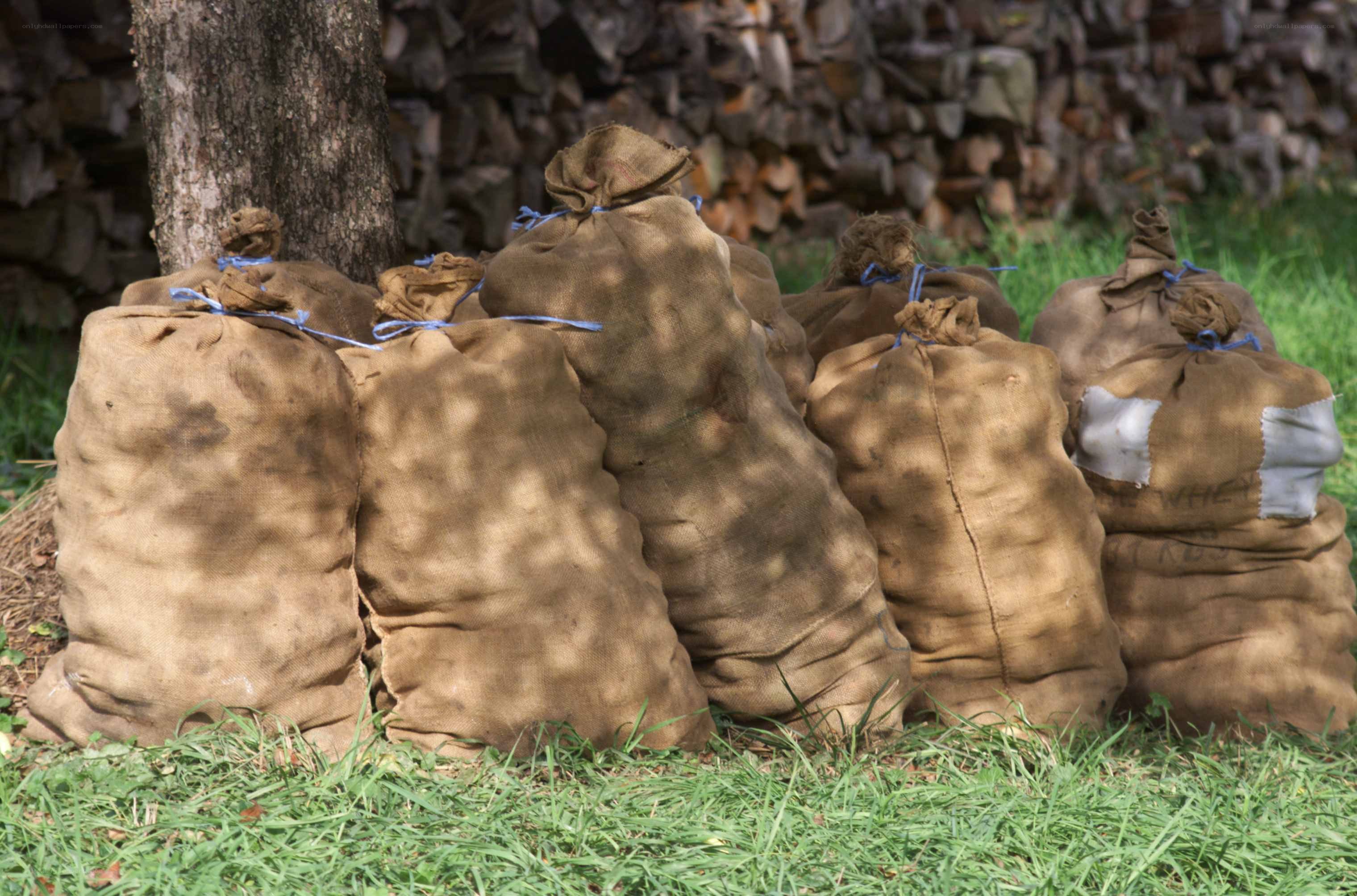 Burlap sacks of wheat