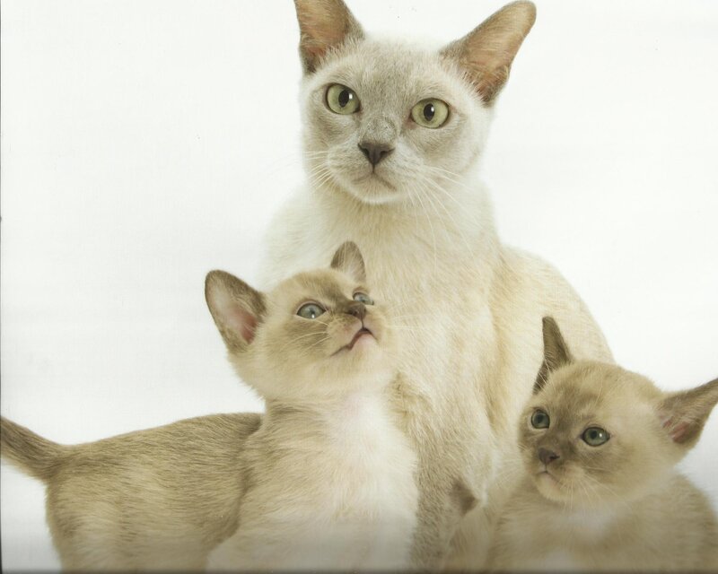 Burmese Cat and Kittens
