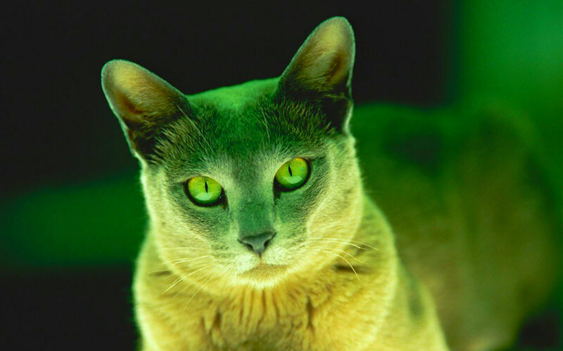 Burmese Cat — Green