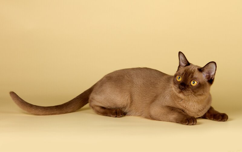 Burmese Cat Lying