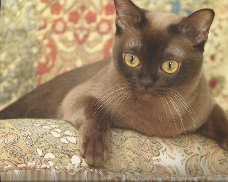 Burmese Cat on Cushion