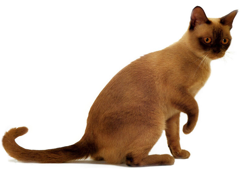 Burmese cat on white background