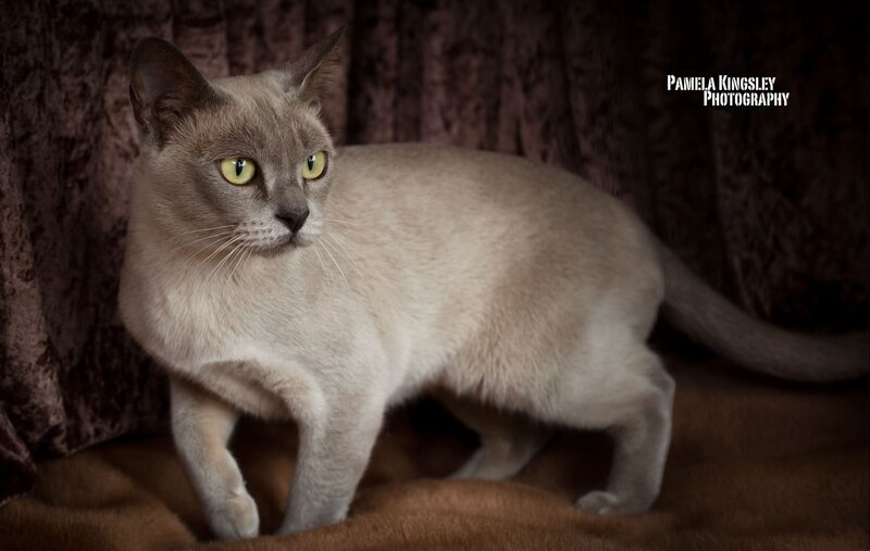 Burmese cat portrait