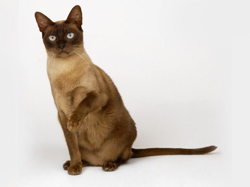 Burmese Cat Sitting