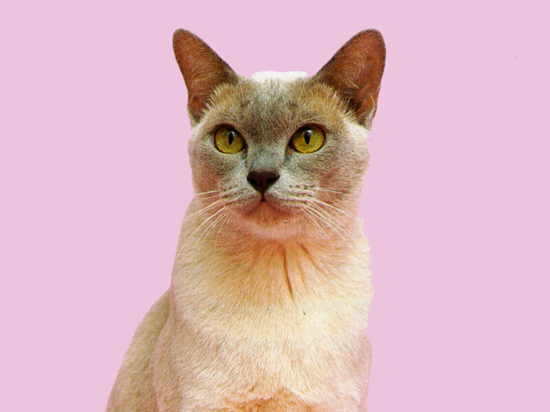 Burmese Cat