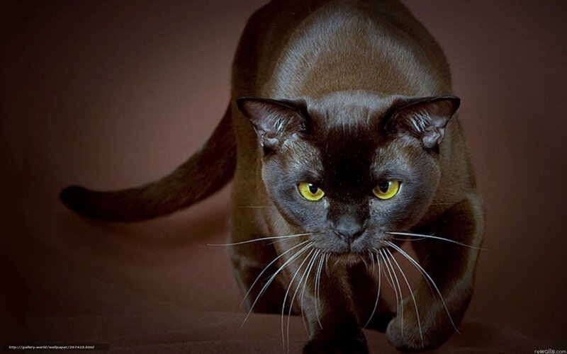 Burmese Cat Walking — Brown