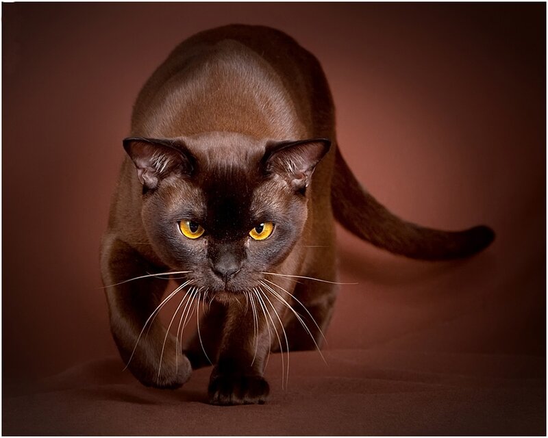 Burmese Cat Walking