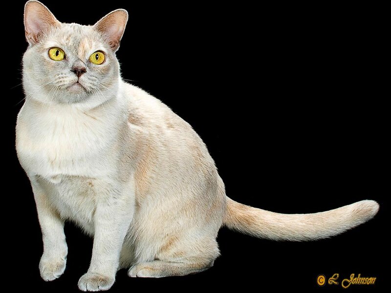 Burmese Cat — White