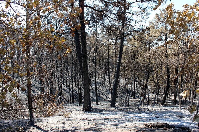 Burned Forest After Fire — Brown, Somber, Afternoon