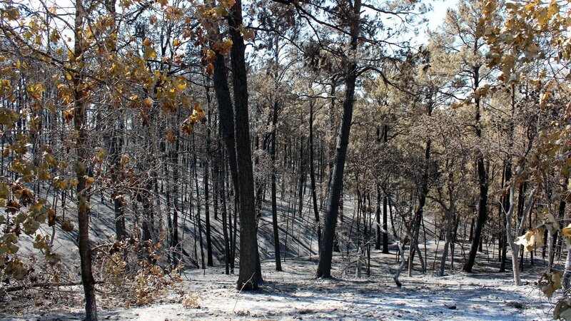 Burned Forest After Fire — Brown, Somber