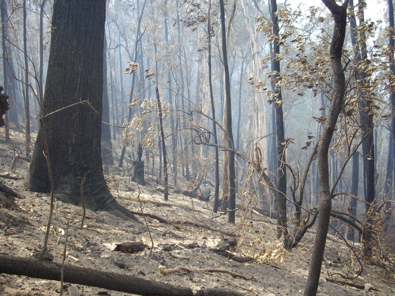 Burned Forest After Fire — Gray