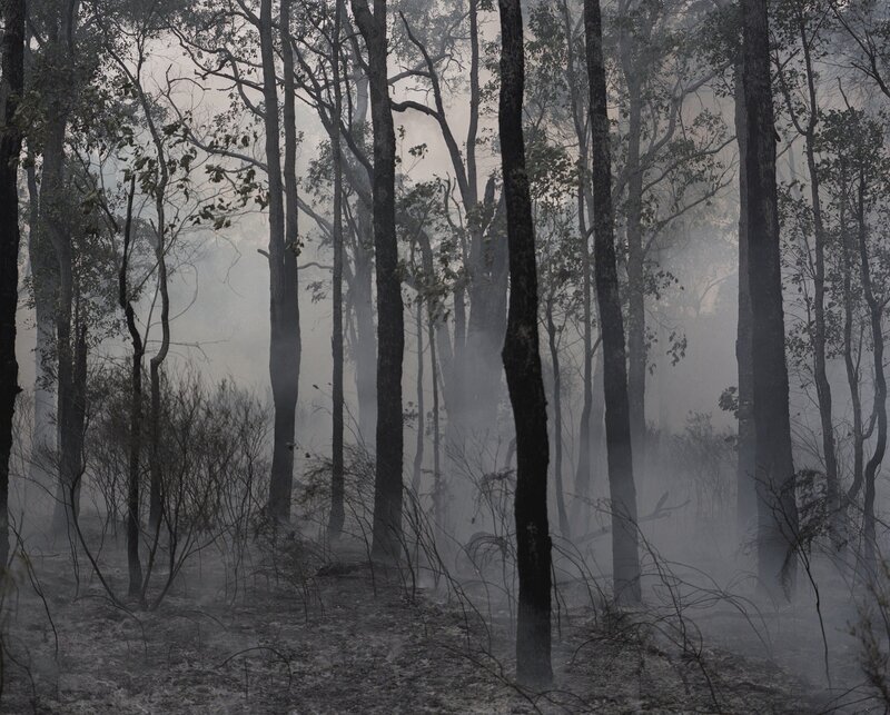 Burned Forest After Fire