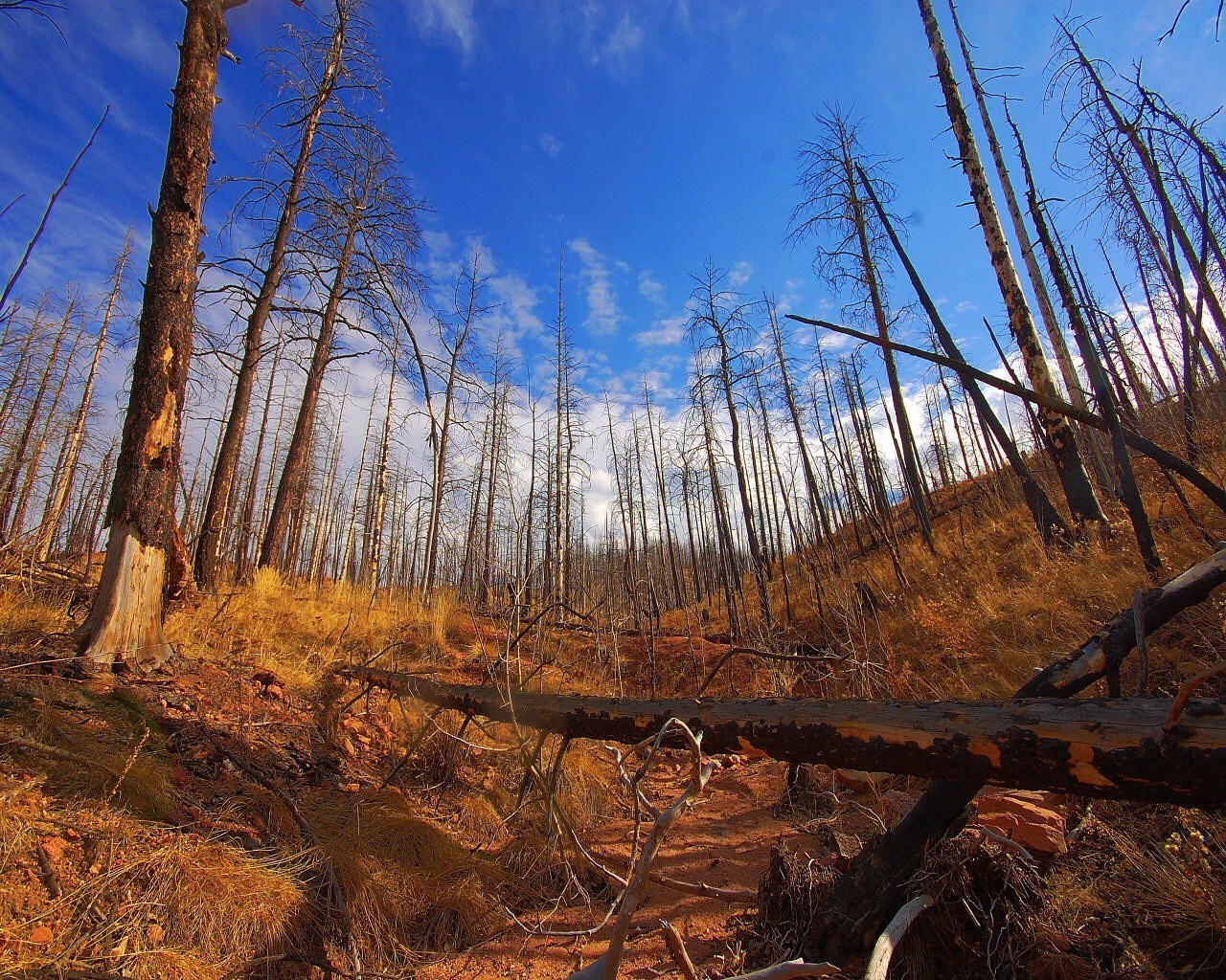 Burned forest after wildfire