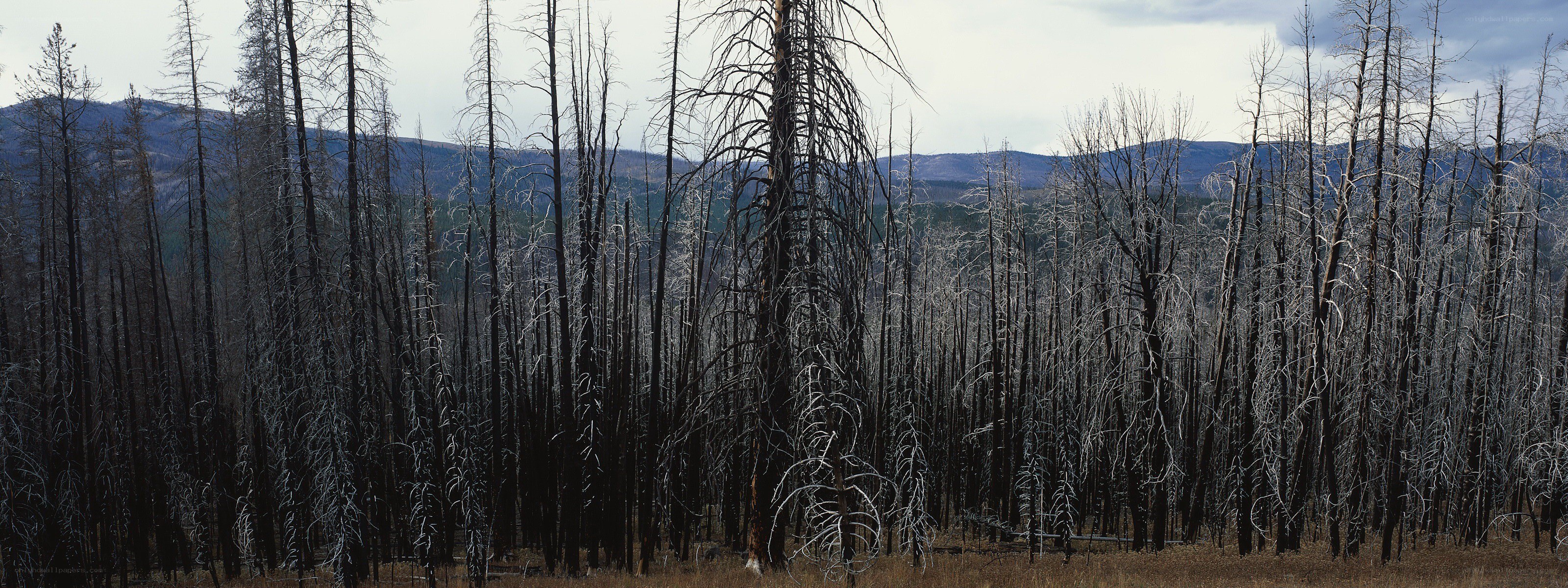 Burned forest after wildfire