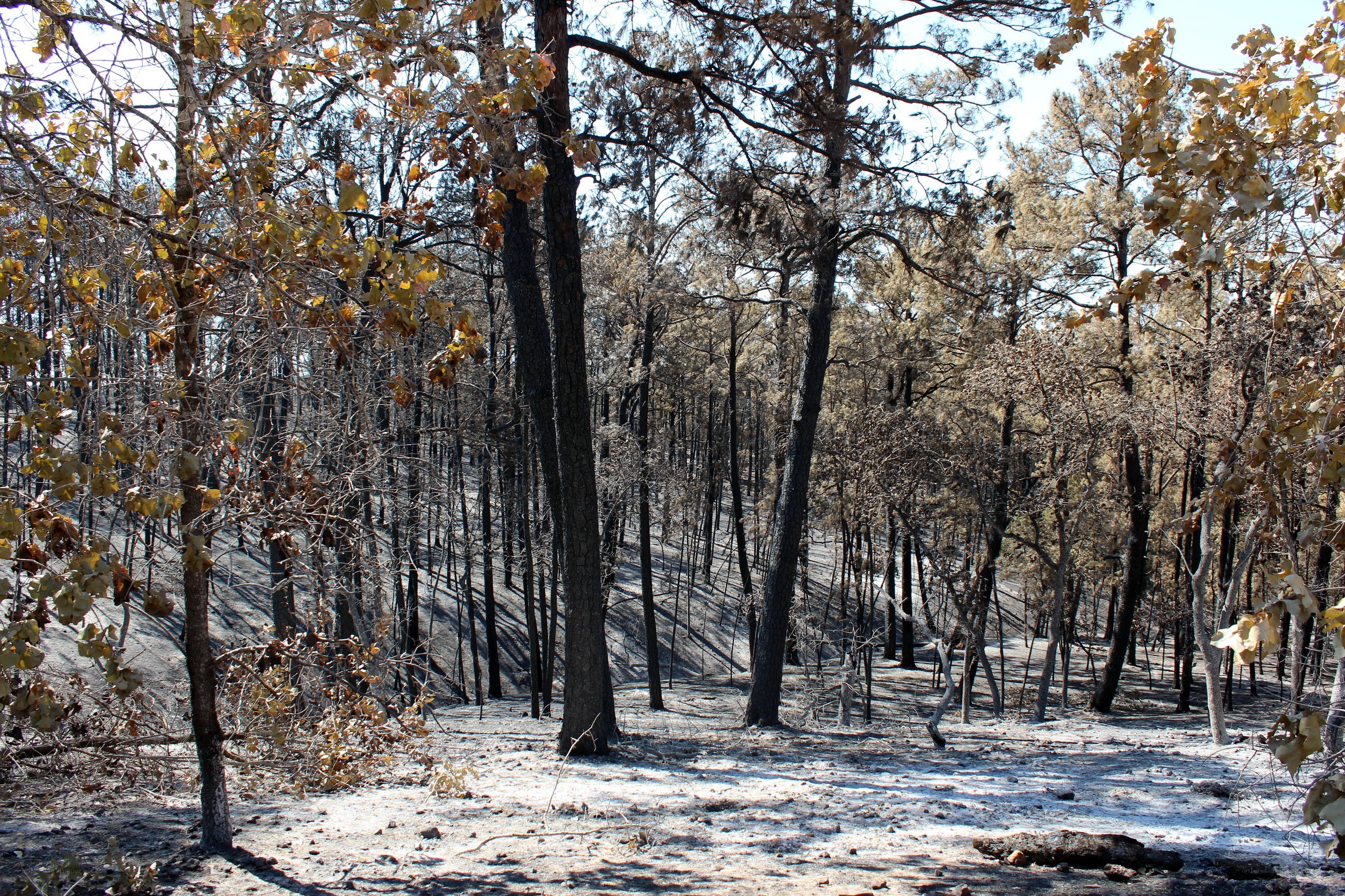 Burned forest after wildfire