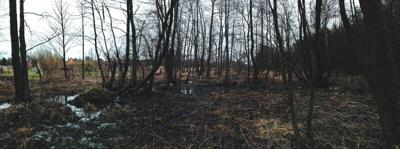Burned Forest Floor