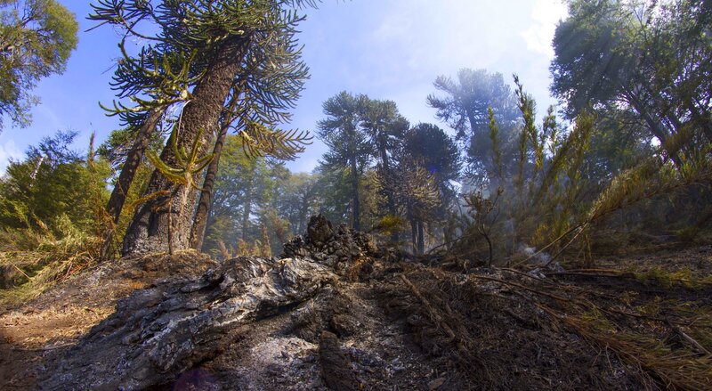 Burned Forest Ground