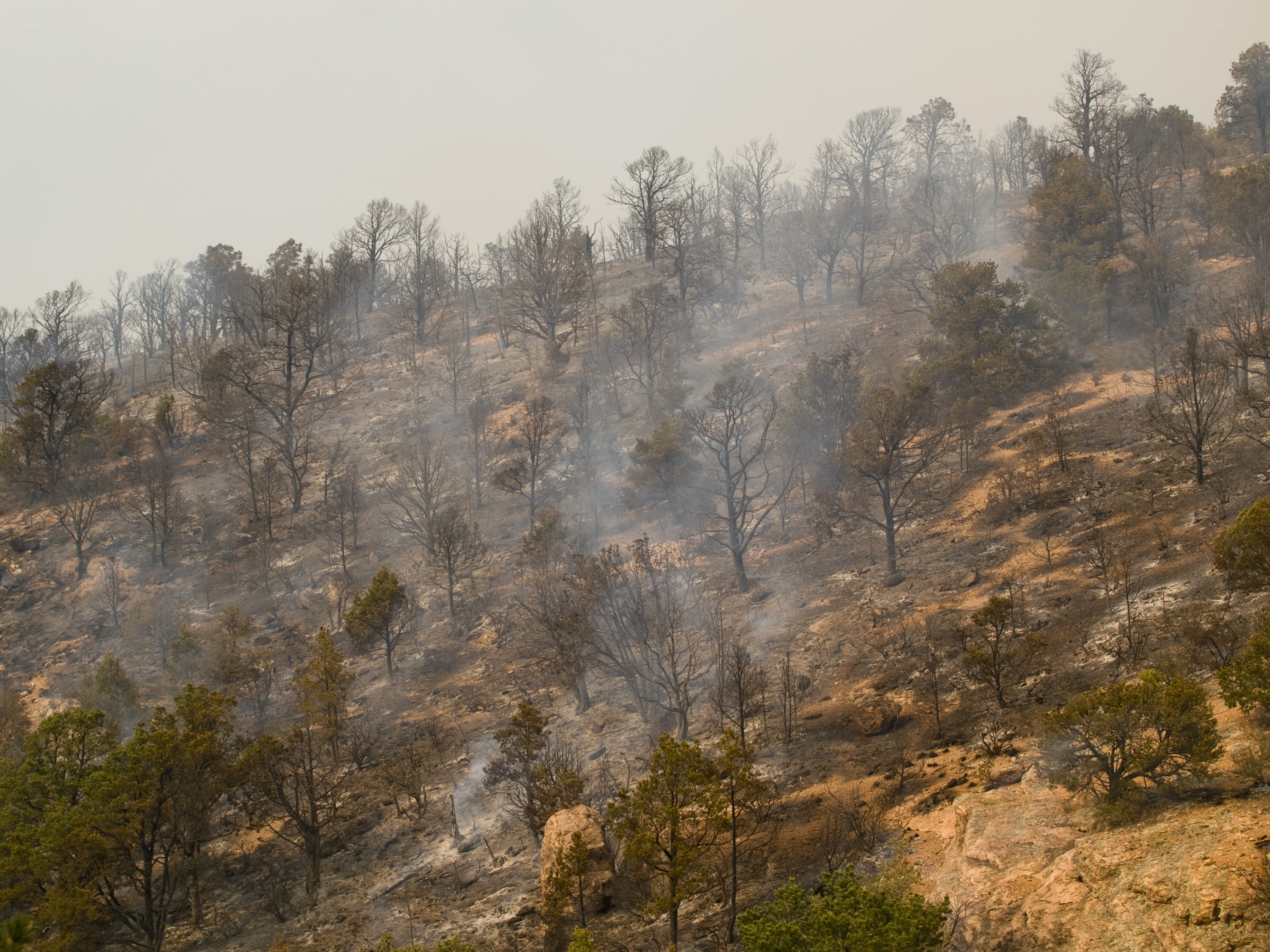 Burned forest hillside