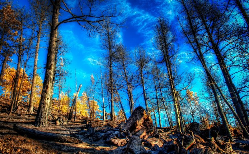 Burned Forest Landscape — Blue