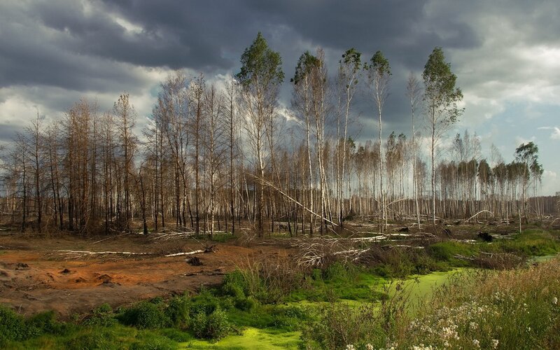 Burned Forest Landscape — Green, Dramatic, Afternoon