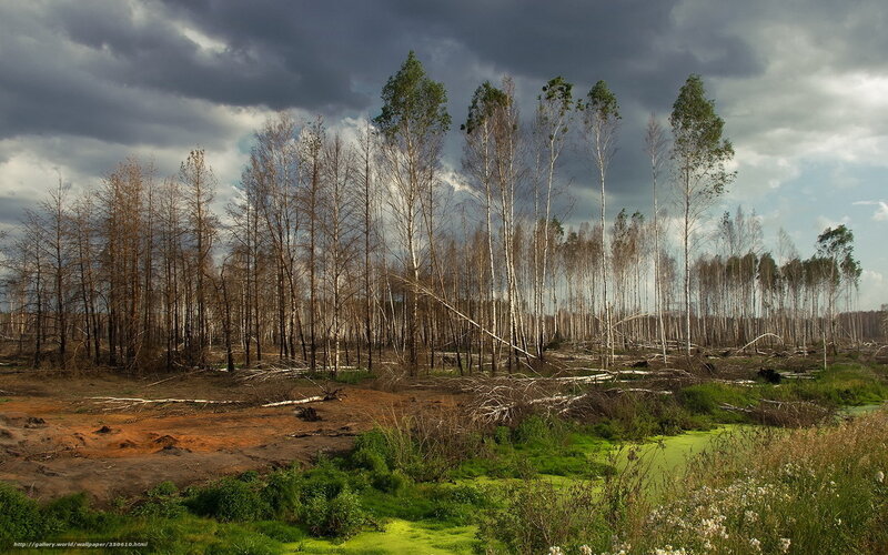 Burned Forest Landscape — Green, Dramatic