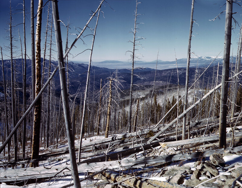 Burned forest landscape