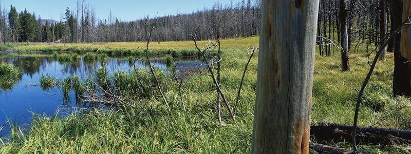 Burned forest marsh landscape