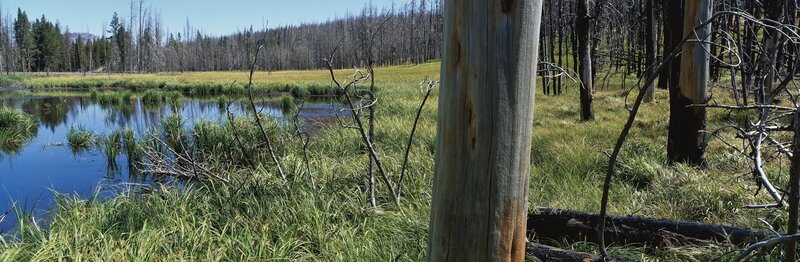 Burned Forest Marsh