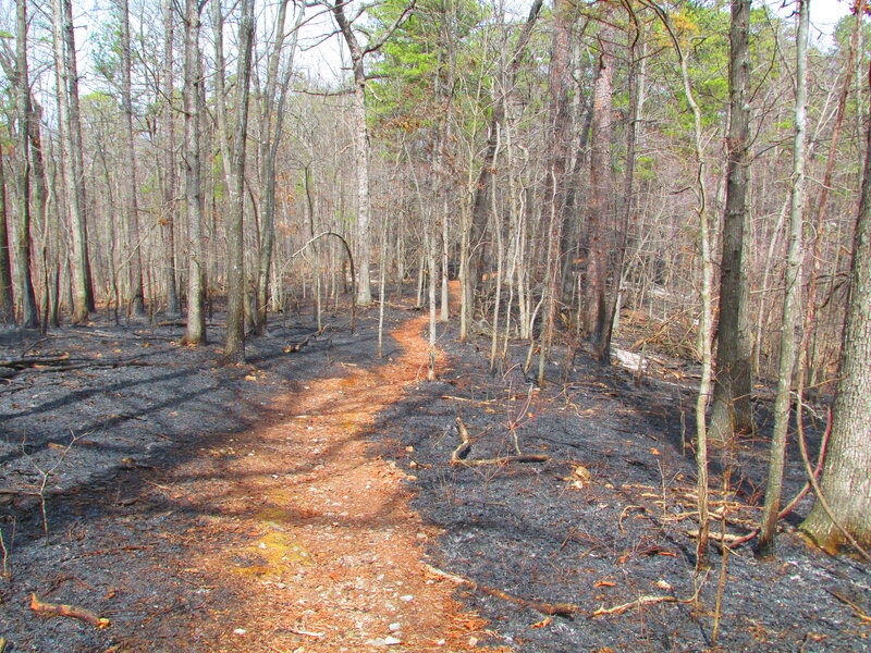 Burned Forest Path — Brown