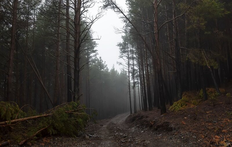 Burned Forest Path — Gray