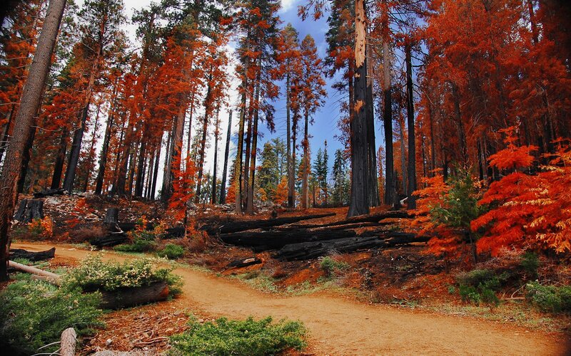 Burned Forest Path