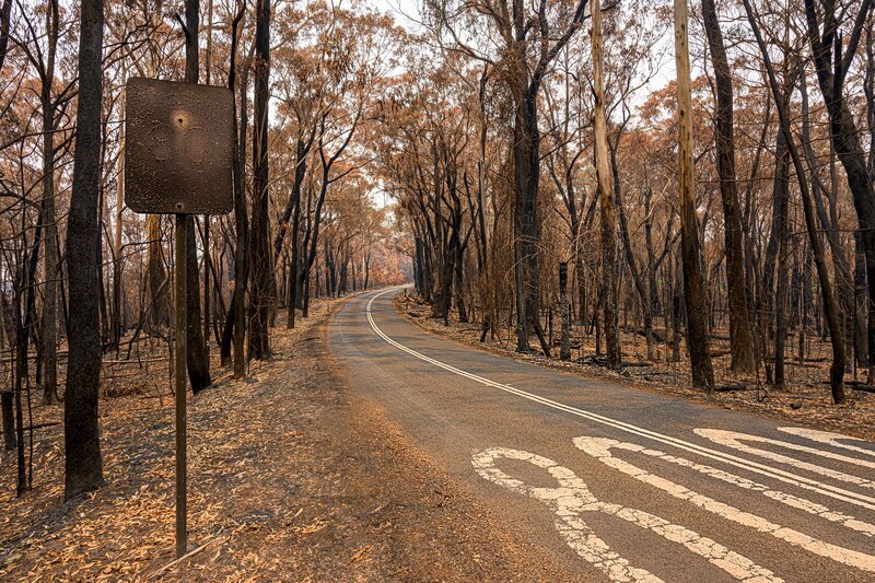 Burned Forest Road