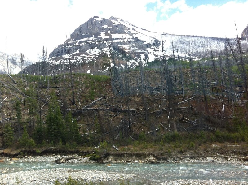 Burned Forest Slope