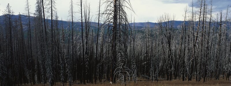 Burned Forest Trees — Black, Somber
