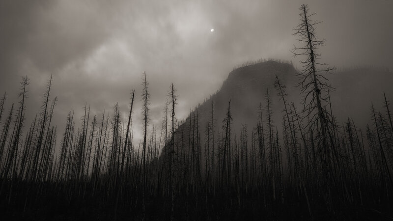 Burned Forest Trees — Black