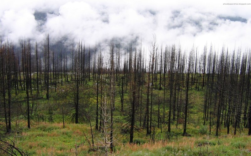 Burned Forest Trees — Green