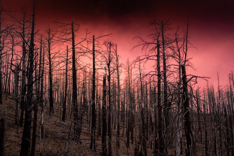 Burned Forest Trees — Red