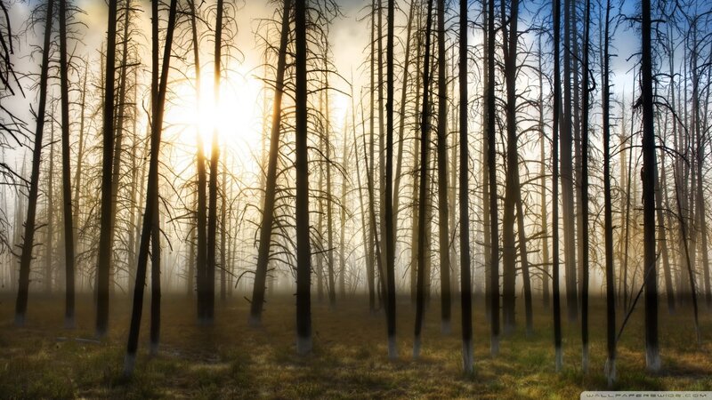 Burned Forest Trees
