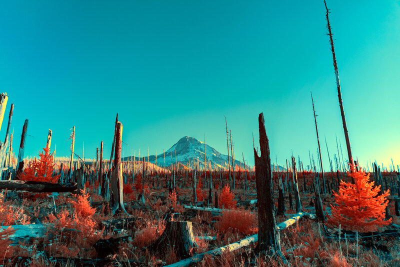 Burned Forest with Mountain