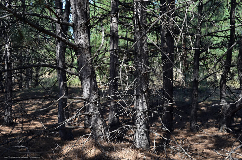 Burned Pine Forest