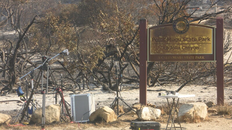Burned Trees at Park
